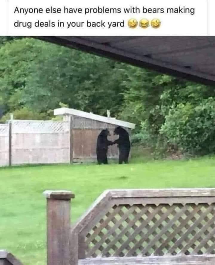 Anyone else have problems with bears making drug deals in your back yard 2 e
