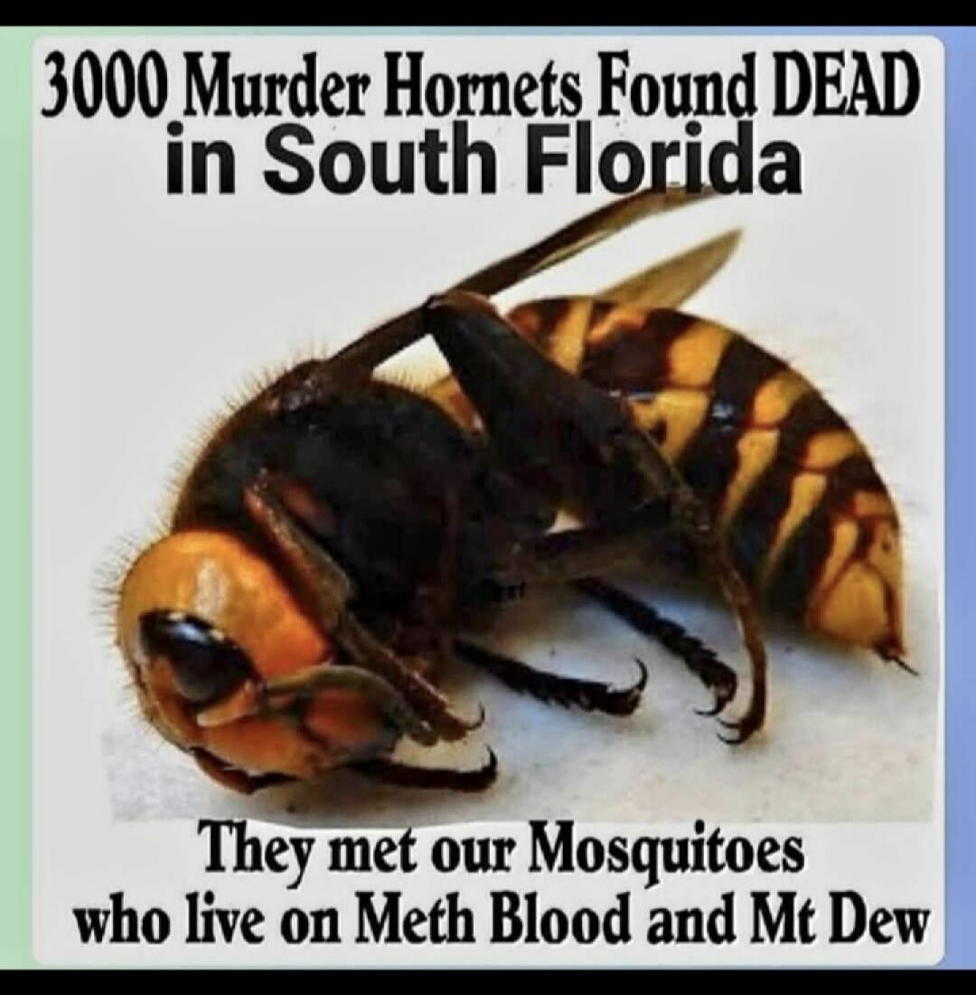 3000 Murder Hornets Found DEAD in South Florida. They met our Mosquitoes who live on Meth Blood and Mt Dew.