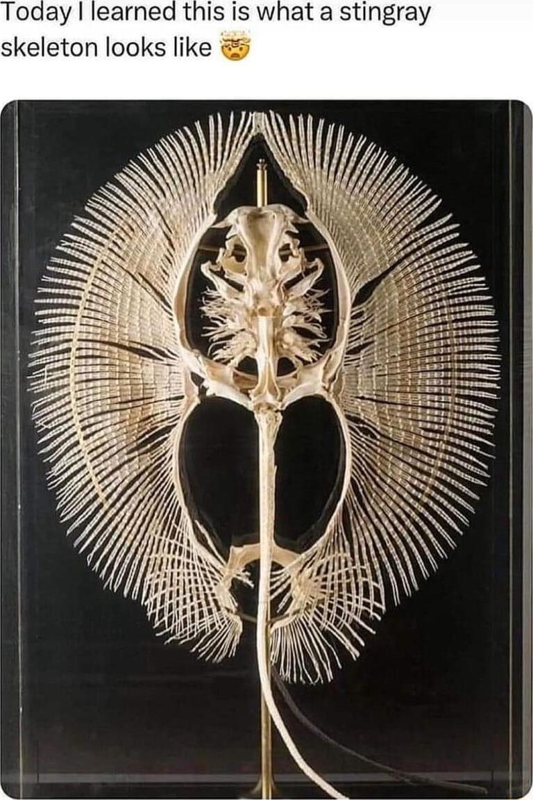 Today learned this is what a stingray skeleton looks like