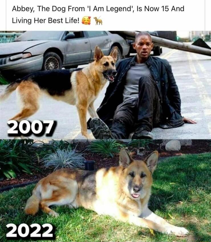 Abbey The Dog From I Am Legend Is Now 15 And Living Her Best Life s