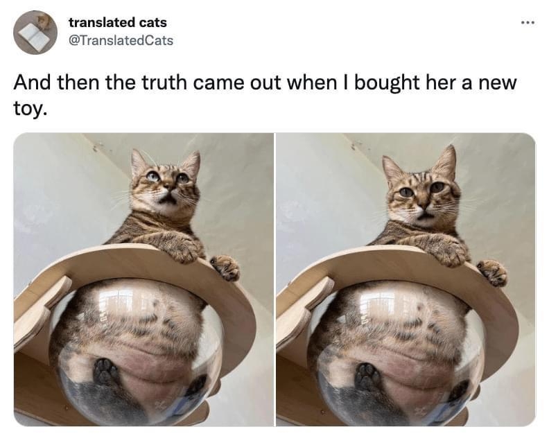 translated cats TranslatedCats And then the truth came out when bought her a new toy 214PM Oct 8 2022 2K Retweets 439 Quote Tweets 1552K Likes