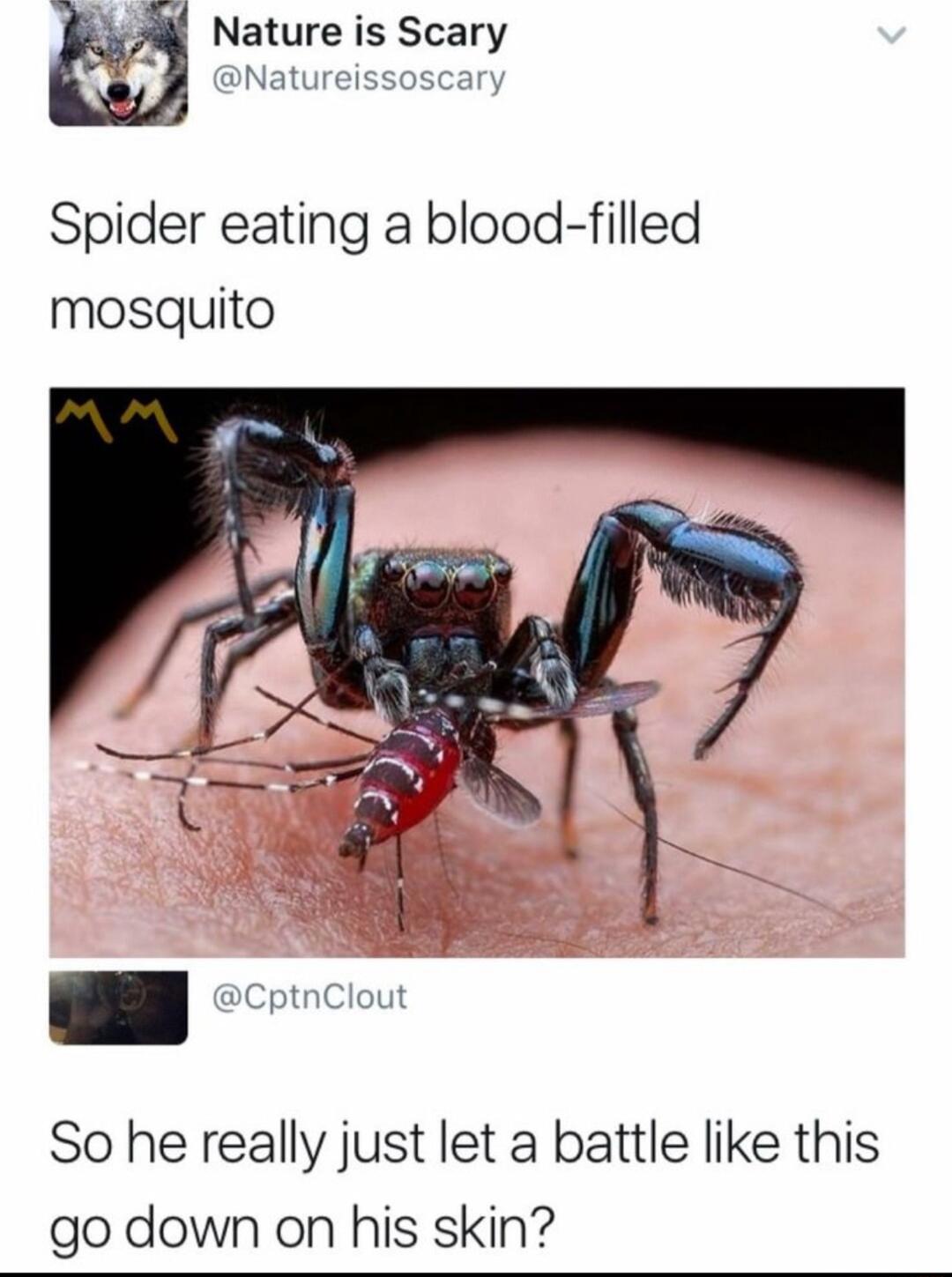 M Nature is Scary BNatureissoscar Spider eating a blood filled mosquito So he really just let a battle like this go down on his skin