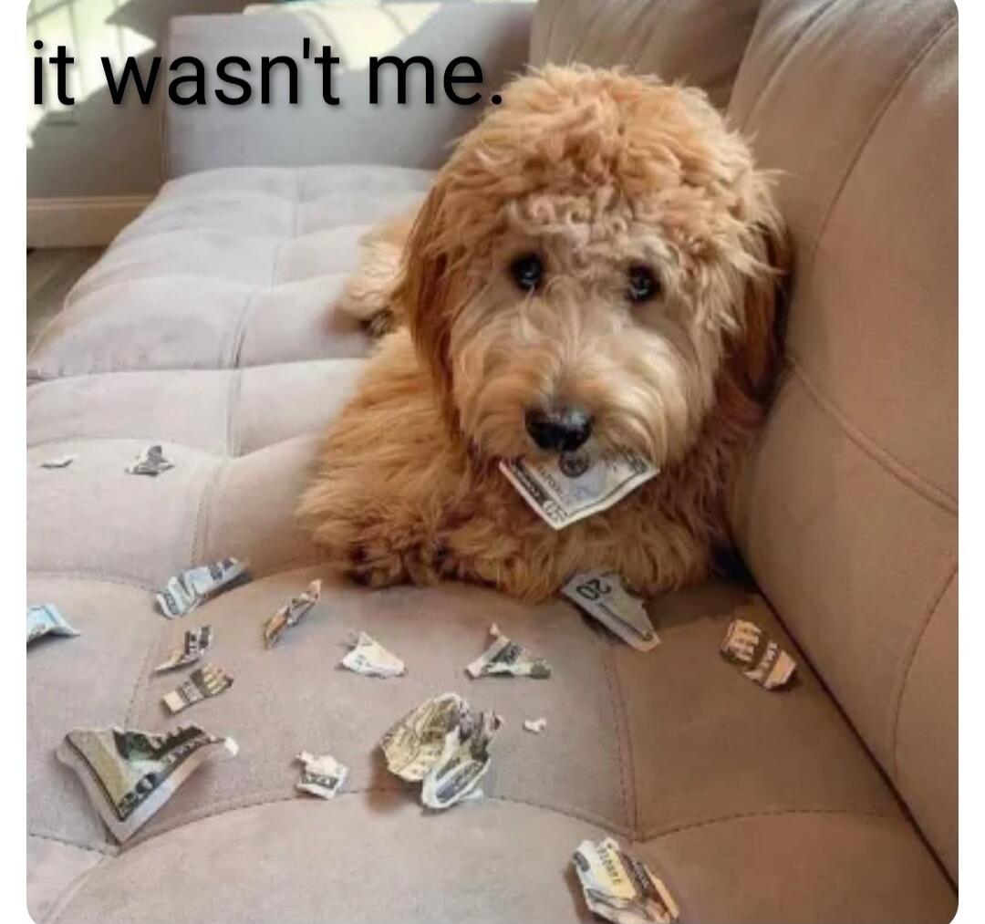 it wasn't me. A dog with a guilty expression is lying on a couch with torn money scattered around it, holding a piece of money in its mouth.