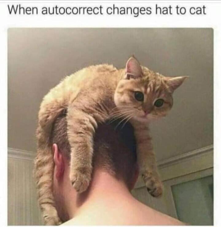 When autocorrect changes hat to cat