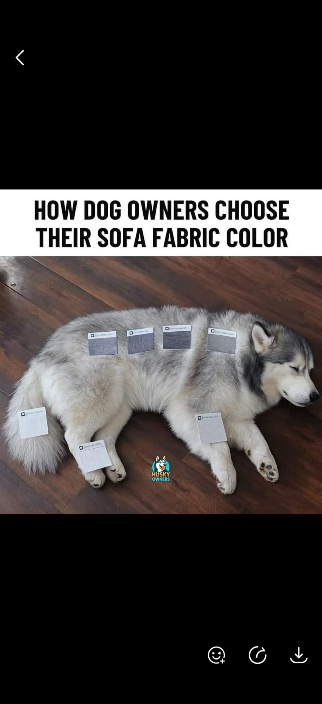 HOW DOG OWNERS CHOOSE THEIR SOFA FABRIC COLOR. HUSKY OWNERS.