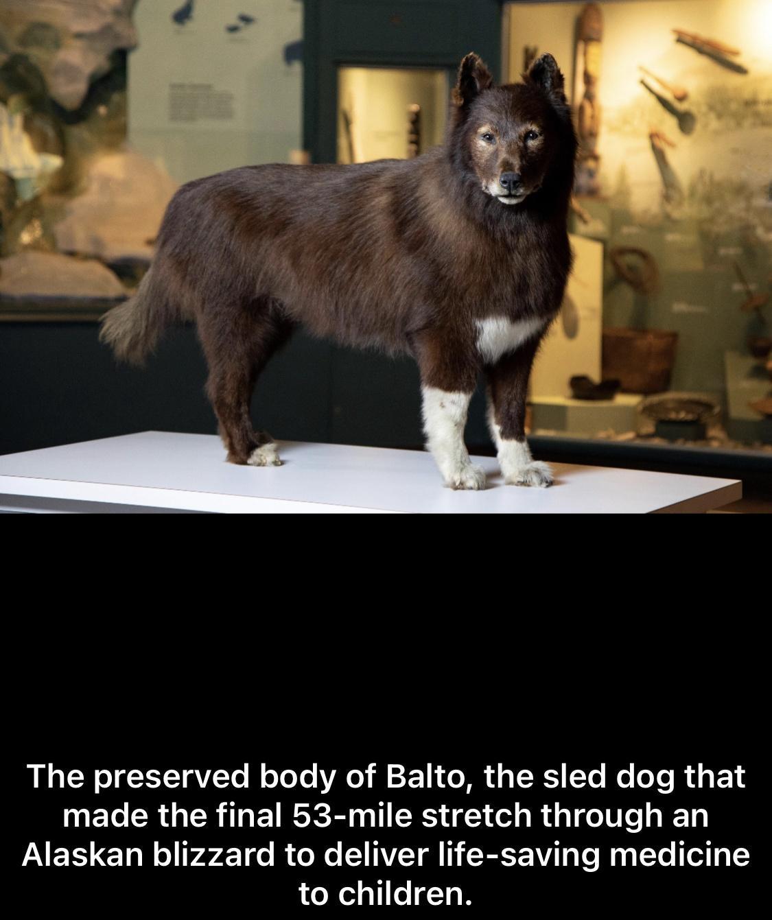 The preserved body of Balto the sled dog that made the final 53 mile stretch through an Alaskan blizzard to deliver life saving medicine to children