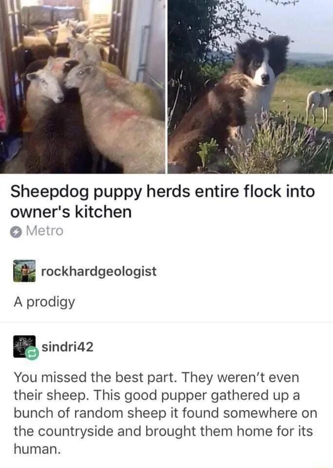 Sheepdog puppy herds entire flock into owners kitchen Metrc H rockhardgeologist A prodigy sindridz You missed the best part They werent even their sheep This good pupper gathered up a bunch of random sheep it found somewhere on the countryside and brought them home for its human