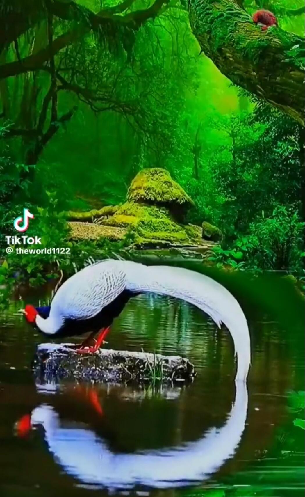 TikTok @theworld1122