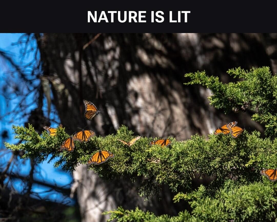 NATURE IS LIT