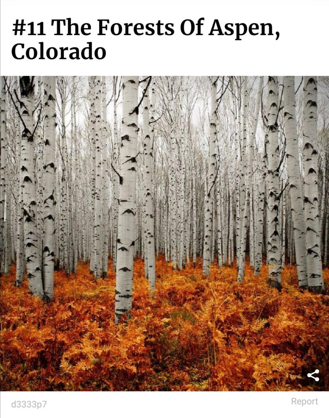 11 The Forests Of Aspen Colorado