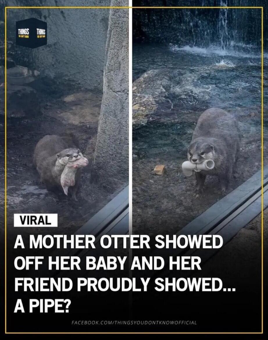 THINGS YOU DON'T KNOW VIRAL A MOTHER OTTER SHOWED OFF HER BABY AND HER FRIEND PROUDLY SHOWED... A PIPE? FACEBOOK.COM/THINGS YOU DON'T KNOW OFFICIAL