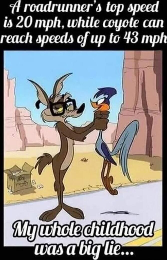 A roadunner's top speed is 20 mph, while coyote can reach speeds of up to 43 mph
My whole childhood was a big lie...