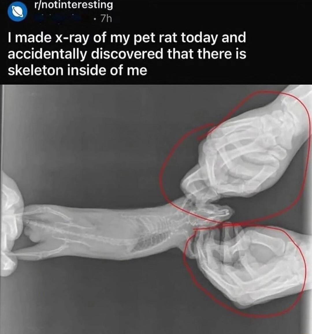 rnotinterestin L o made x ray of my pet rat today and accidentally discovered that there is skeleton inside of me