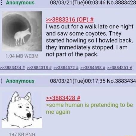 Anonymous 080321Tue000346 No3883428 3883316 OP was out for a walk late one night p and saw some coyotes They l started howling so howled back they immediately stopped am 104mewesm not part of the pack i Anonymous 080321Tue001735 No3883434 3883428 some human is pretending to be me again 187 KB PNG