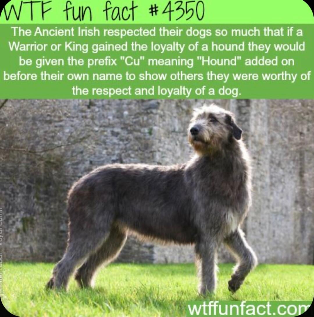 WTF fun fact 4550 mmmmmmw much that if a Warrior or King gained the loyalty of a hound they would be given the prefix Cu meaning Hound added on before their own name to show others they were worthy of
