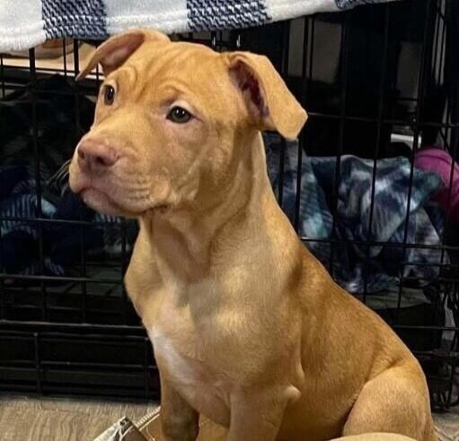 A light brown puppy sitting in a crate or kennel, looking to the side.