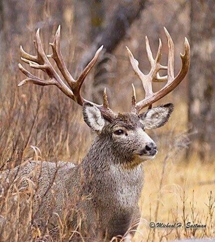 A deer with large antlers standing in a grassy field.