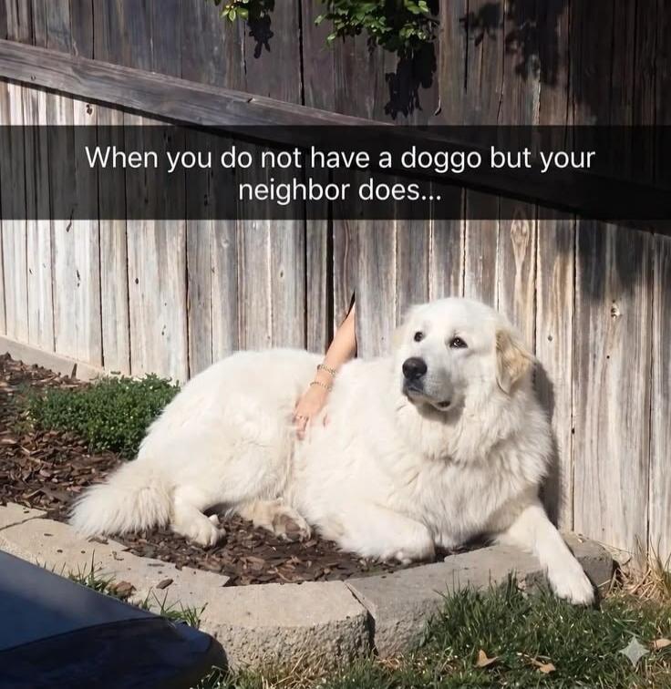 When you do not have a doggo but your neighbor does...