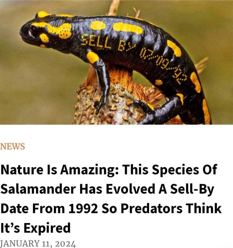 NEWS Nature Is Amazing This Species Of Salamander Has Evolved A Sell By Date From 1992 So Predators Think Its Explred JANUARY
