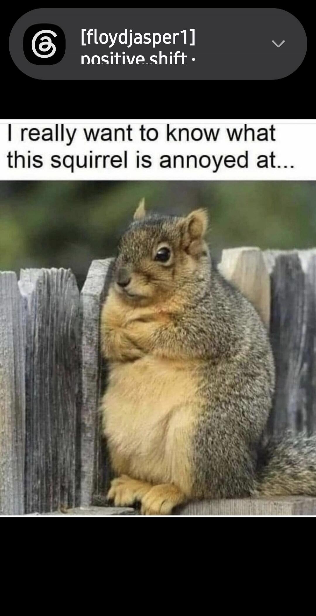 I really want to know what this squirrel is annoyed at...