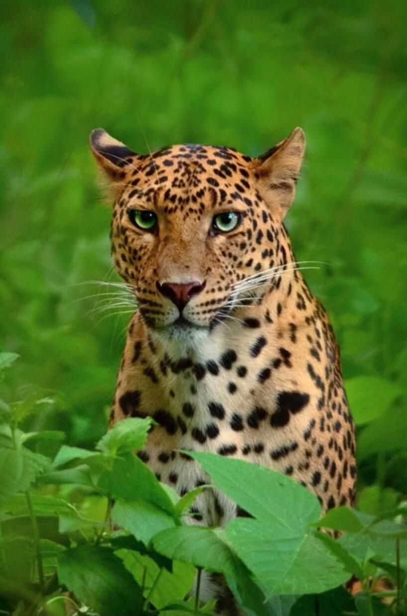 Leopard in greenery looking at the camera.
