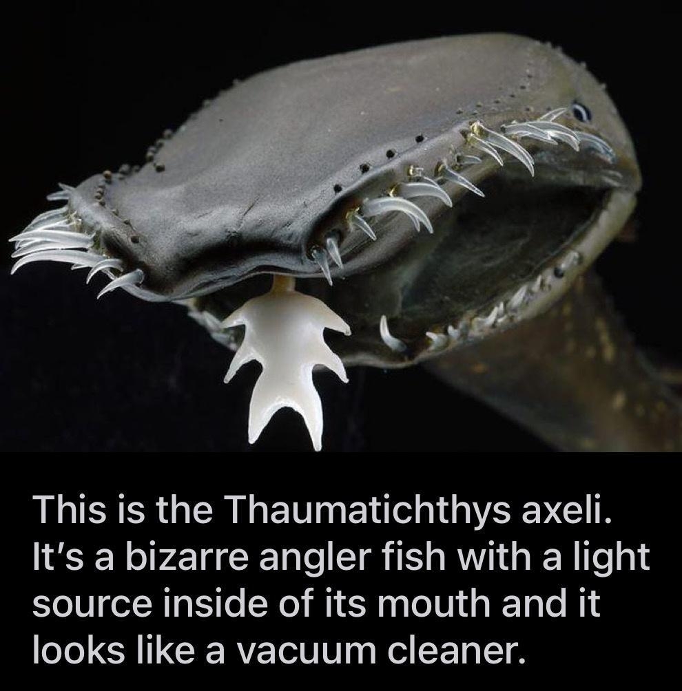 LR GERLGETTGE T VSV C T Its a bizarre angler fish with a light source inside of its mouth and it T R CERE S Rl SE T T in TheDepthsBelow by N T20K Q64 14h