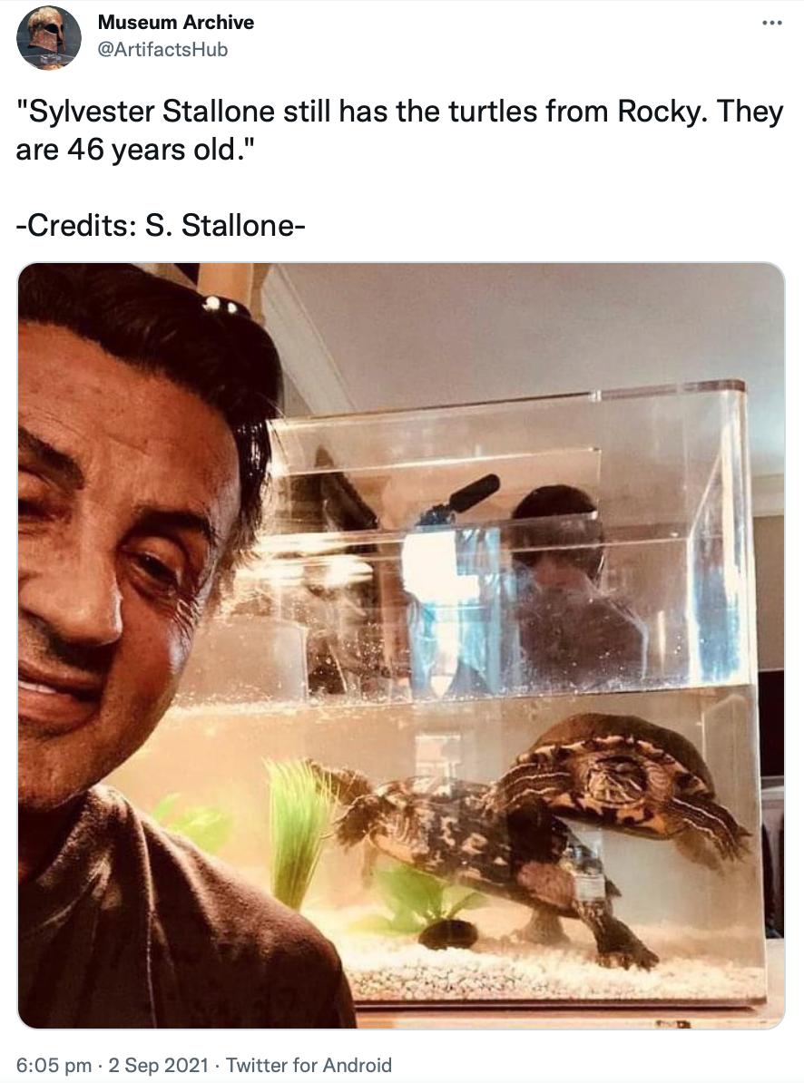 Museum Archive ArtifactsHub Sylvester Stallone still has the turtles from Rocky They are 46 years old Credits S Stallone 605 pm 2 Sep 2021 Twitter for Android