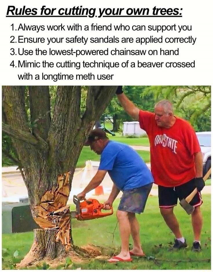 Rules for cutting your own trees: 1. Always work with a friend who can support you 2. Ensure your safety sandals are applied correctly 3. Use the lowest-powered chainsaw on hand 4. Mimic the cutting technique of a beaver crossed with a longtime meth user