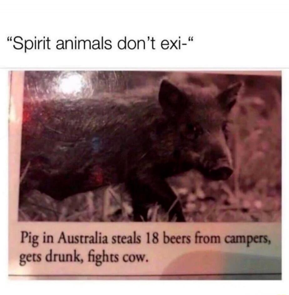 Spirit animals don't exi-
Pig in Australia steals 18 beers from campers, gets drunk, fights cow.