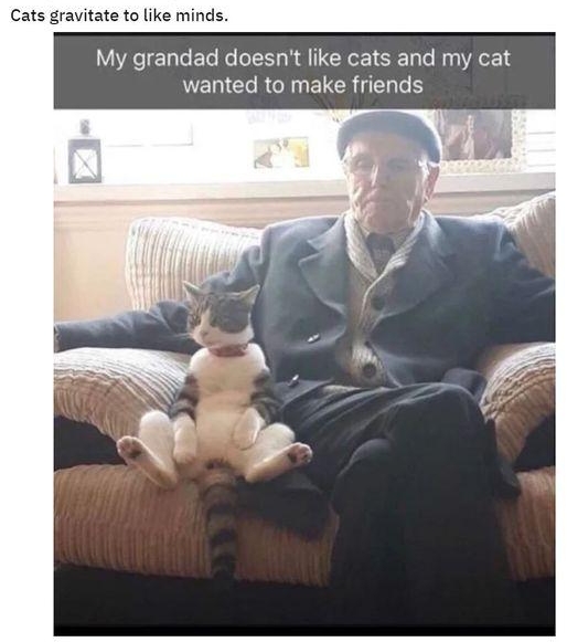Cats gravitate to like minds My grandad does ke cats and my cat VEWCLRCENELCR LG 4 BN