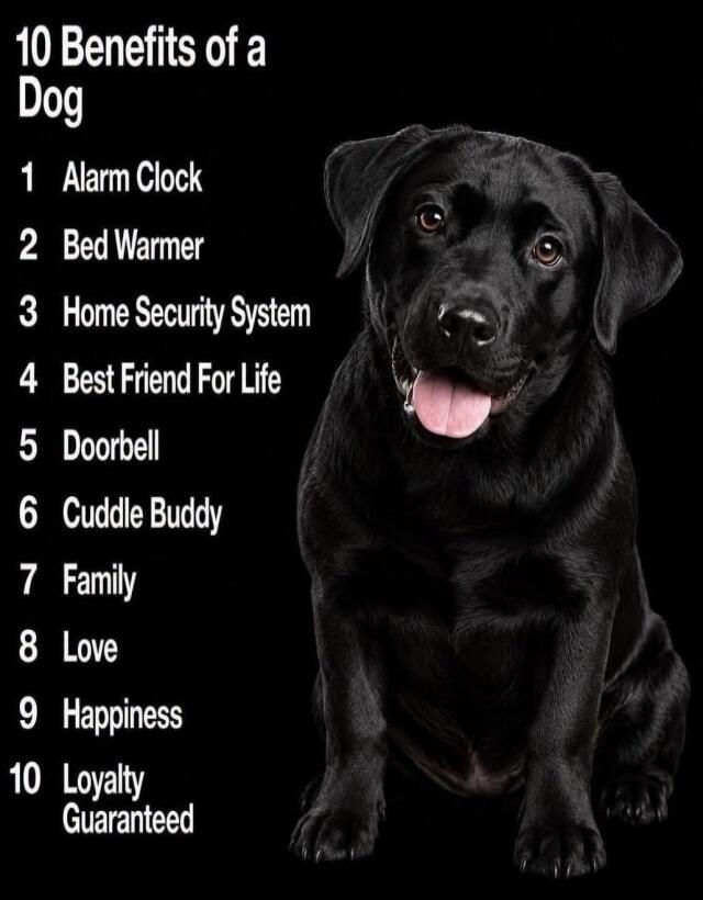 10 Benefits of a Dog 1 Alarm Clock 2 Bed Warmer 3 Home Security System 4 Best Friend For Life 5 Doorbell 6 Cuddle Buddy 7 Family 8 Love 9 Happiness 10 Loyalty Guaranteed