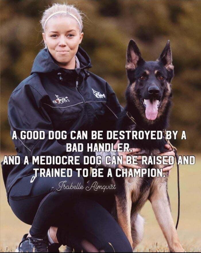 A GUIJIJ DOG CAN BE DESTROYED S BAD H ND A MEDIOCRE DO RMNED TUVBE A Soobelle o YA
