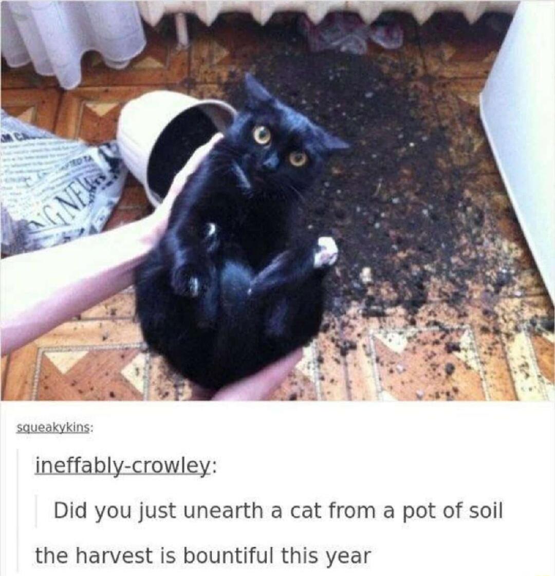 ineffably crowley Did you just unearth a cat from a pot of soil the harvest is bountiful this year