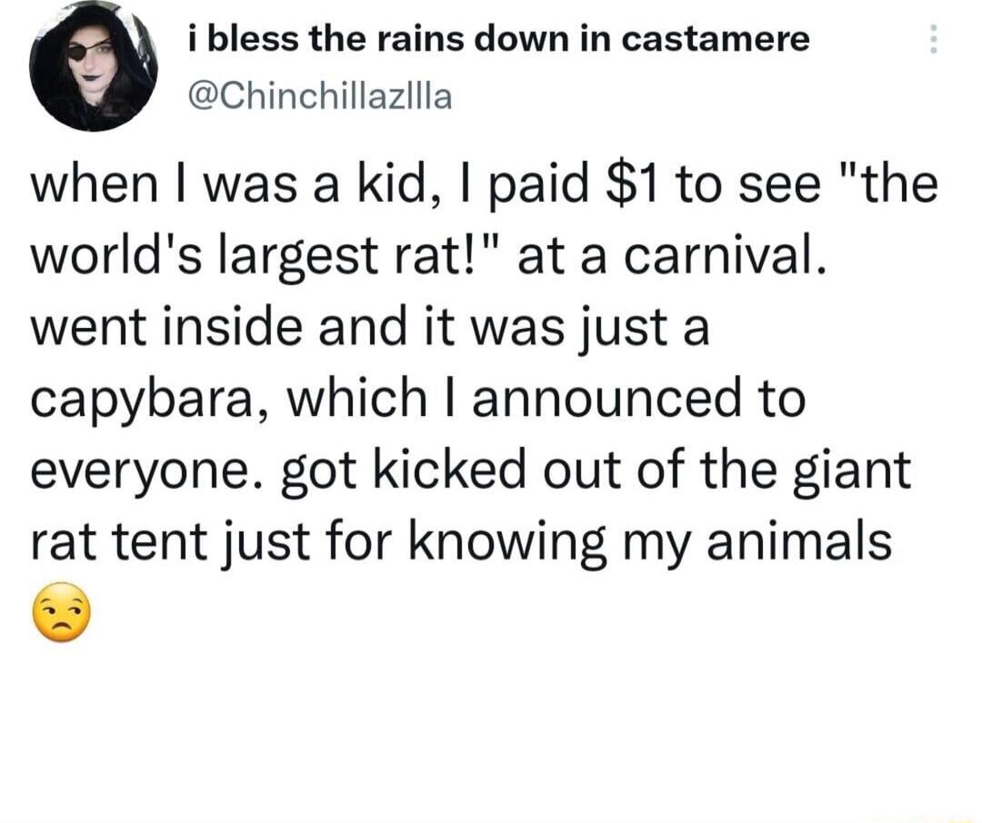 i bless the rains down in castamere Chinchillazllla when was a kid paid 1 to see the worlds largest rat at a carnival went inside and it was just a capybara which announced to everyone got kicked out of the giant rat tent just for knowing my animals