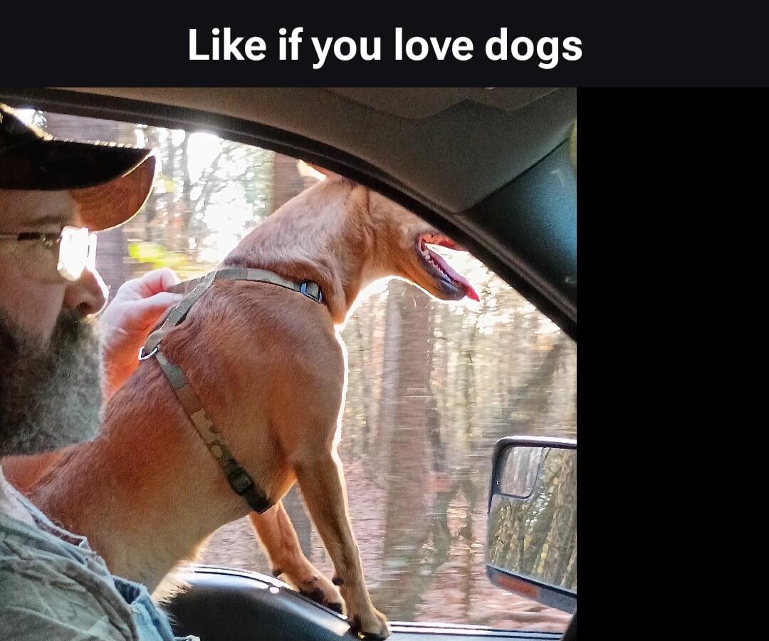 Like if you love dogs