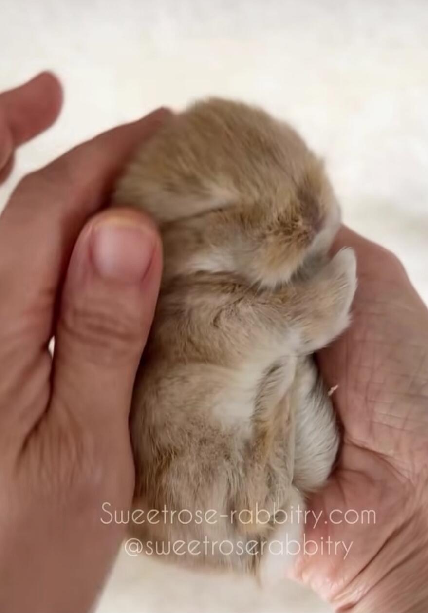 Sweetrose-rabbitry.com @sweetroserabbitry A tiny, fluffy rabbit is gently held in someone's hands.