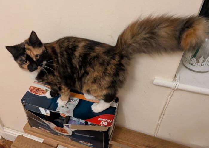A calico cat standing on a cardboard box on the floor against a wall.