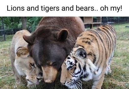 Lions and tigers and bears oh my