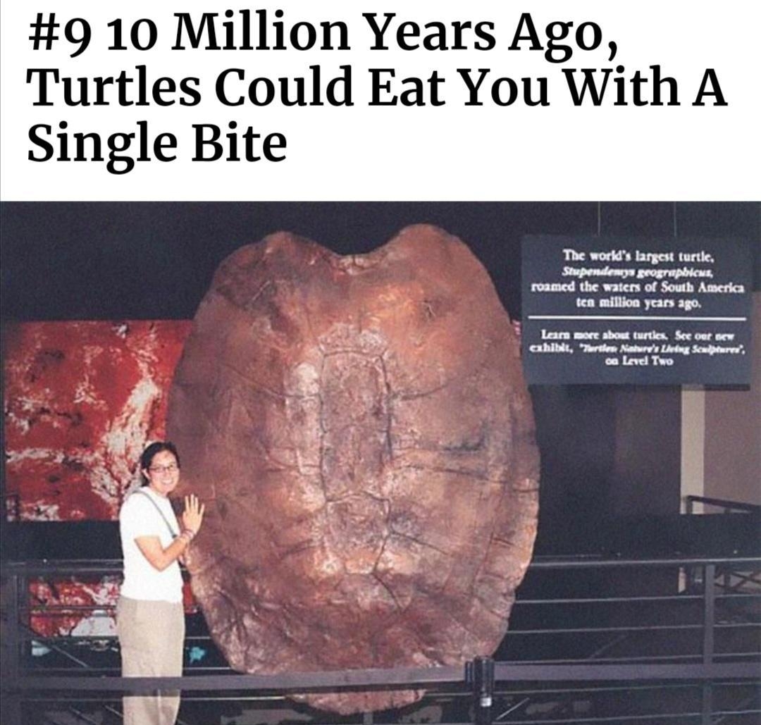 9 10 Million Years Ago Turtles Could Eat You With A Single Bite