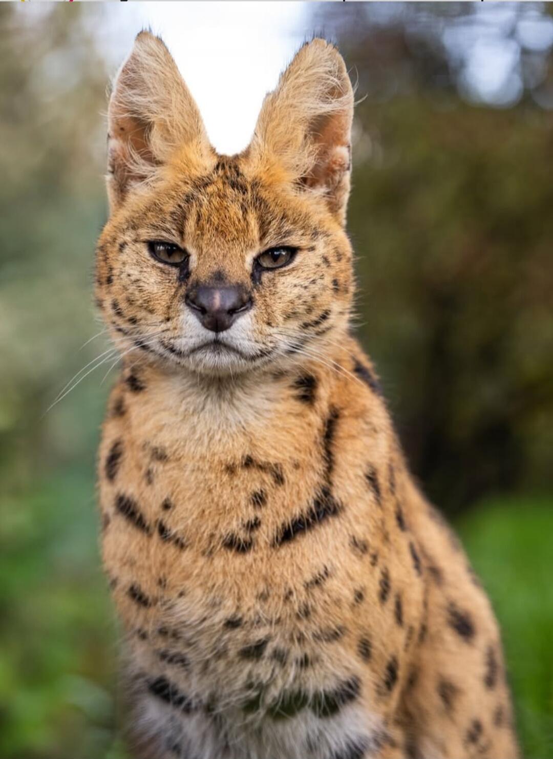 A close-up portrait of a spotted wild feline with upright ears, outdoors, looking at the camera. The fur is golden with dark spots.