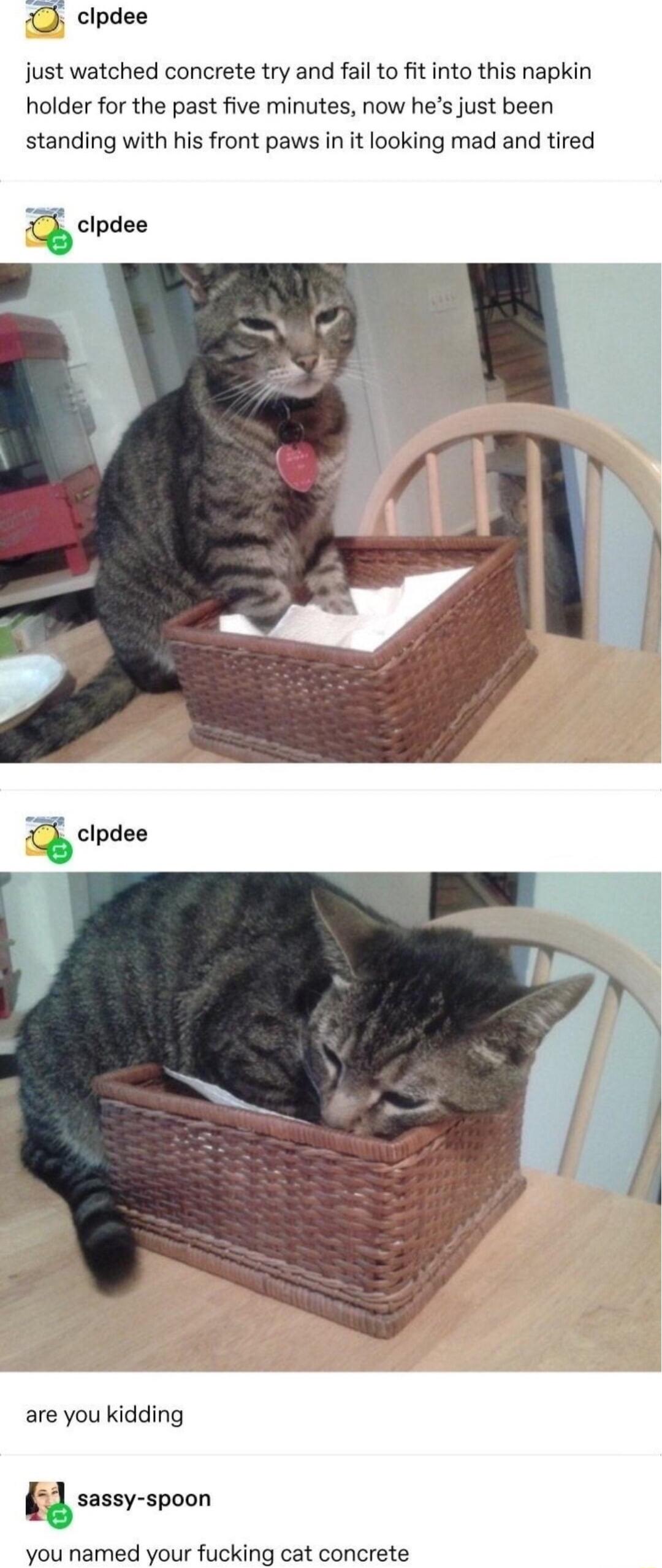 clpdee just watched concrete try and fail to fit into this napkin holder for the past five minutes now hes just been standing with his front paws in it looking mad and tired are you kidding sssov spoon you named your fucking cat concrete