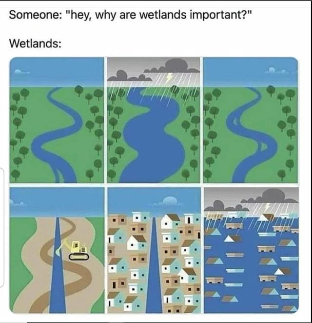 Someone hey why are wetlands important Wetlands