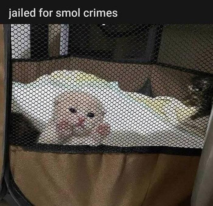 jailed for smol crimes i 03050
