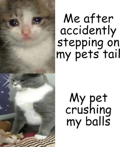 Me after accidently stepping on my pets tail My pet crushing my balls