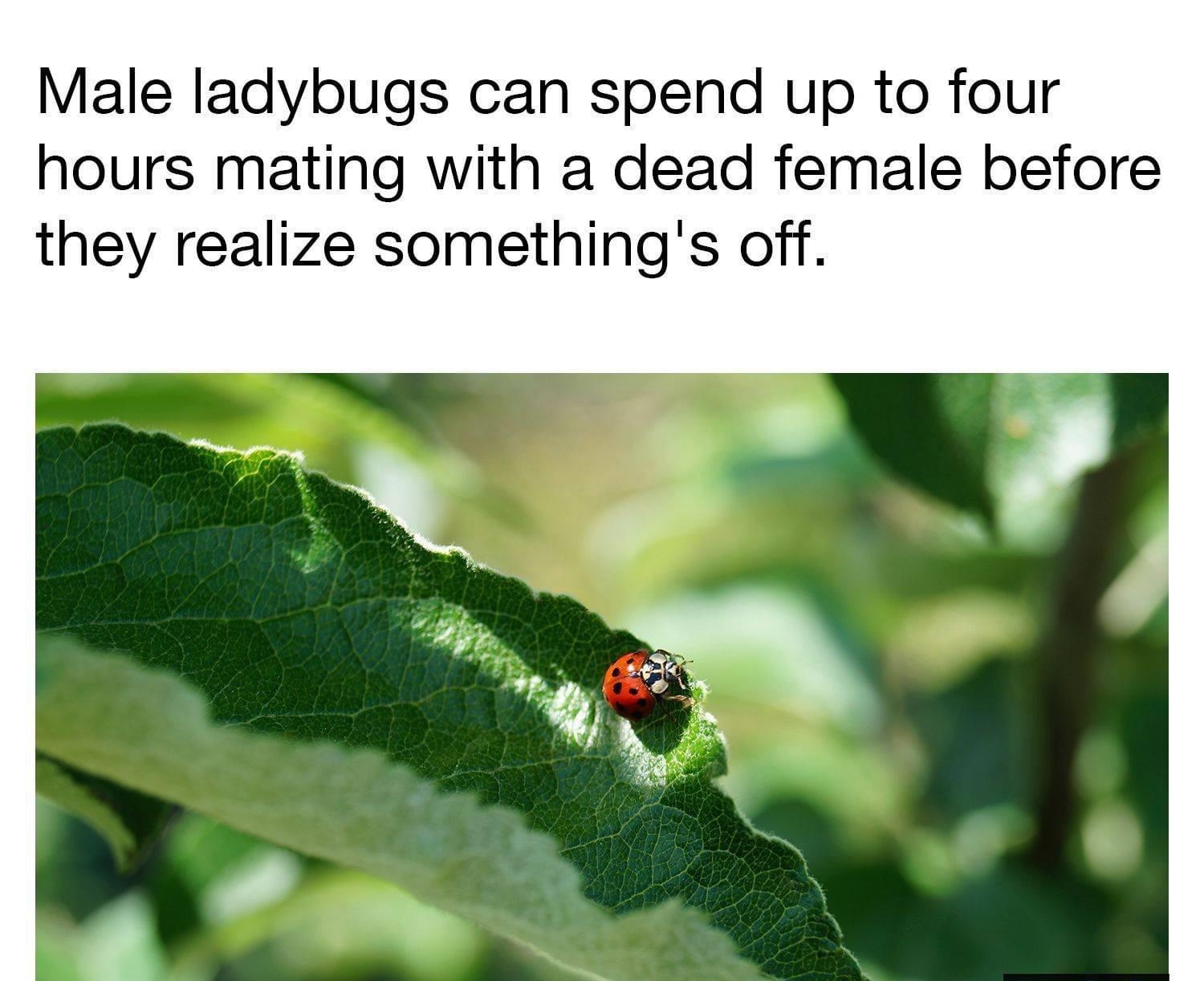 Male ladybugs can spend up to four hours mating with a dead female before they realize somethings off