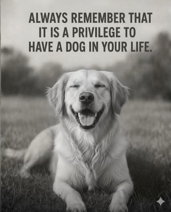 ALWAYS REMEMBER THAT IT IS A PRIVILEGE TO HAVE A DOG IN YOUR LIFE.
