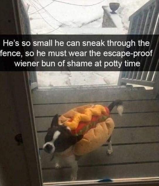 fence so he must wear the escape proof wiener bun of shame at potty time