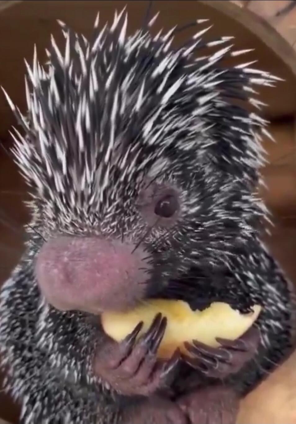 A baby porcupine holding and eating a cracker.