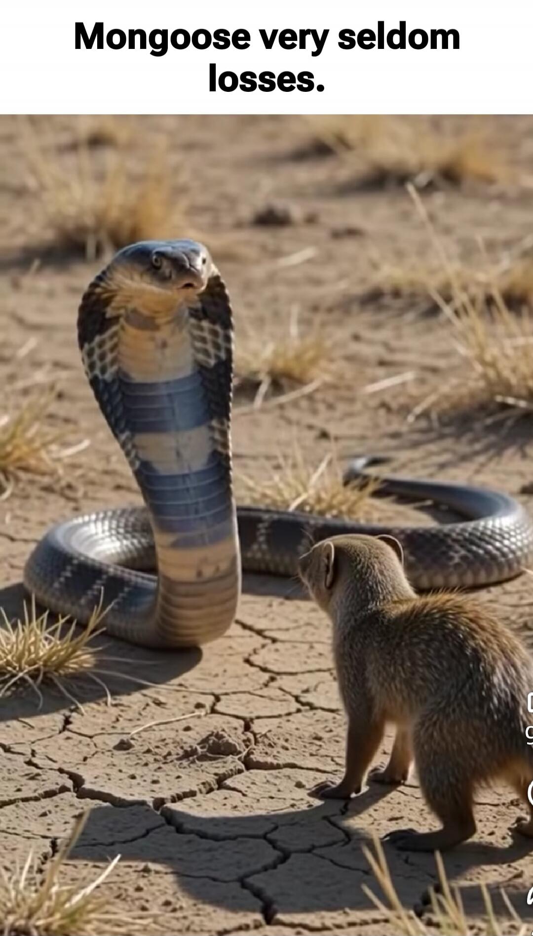 Mongoose very seldom losses.