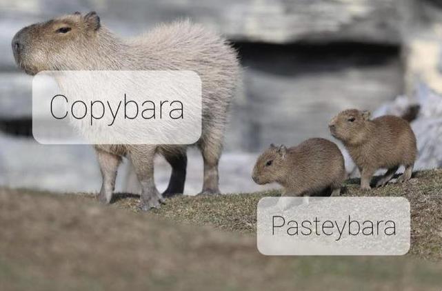 Copybara ni N esteyoaro
